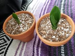 نحوه ی جداسازی پاجوش سانسوریا